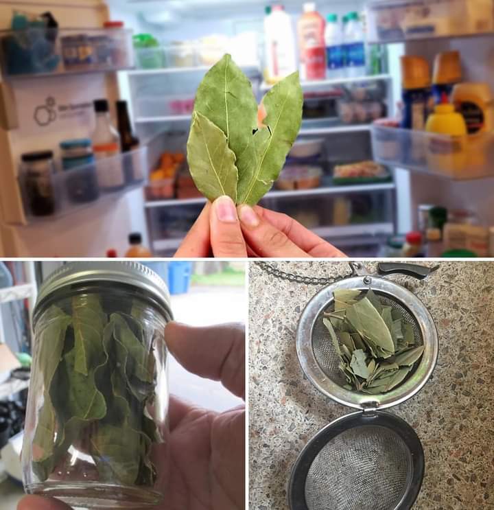 Bay leaves in the refrigerator and other tricks for harnessing the wonders of this plant