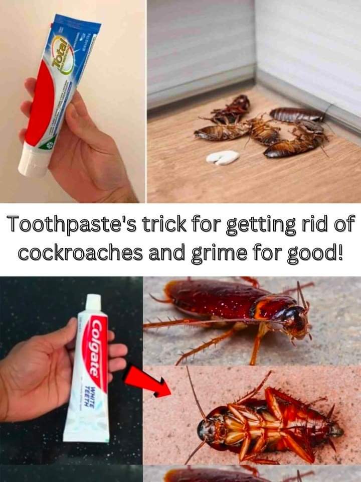 Eradicate Cockroaches for Good with This Toothpaste Hack