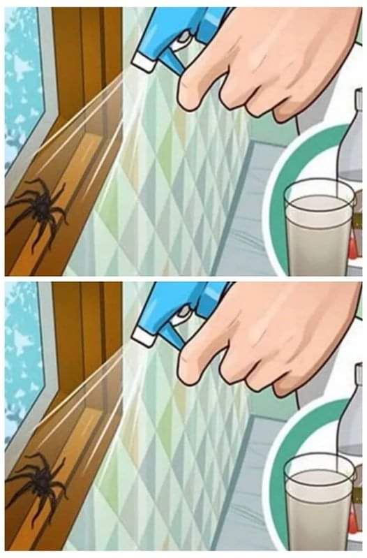 How to get rid of spiders in your house once and for all! You’re not coming back