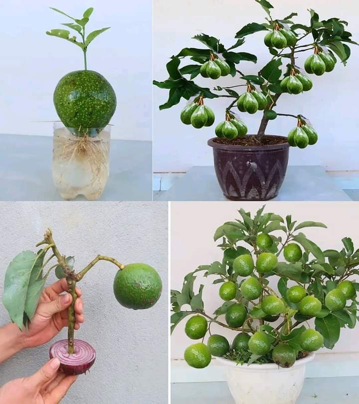 How to Plant Avocados at Home for Dozens