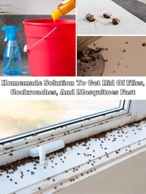 DIY Mix to Quickly Eliminate Flies, Cockroaches, and Mosquitoes