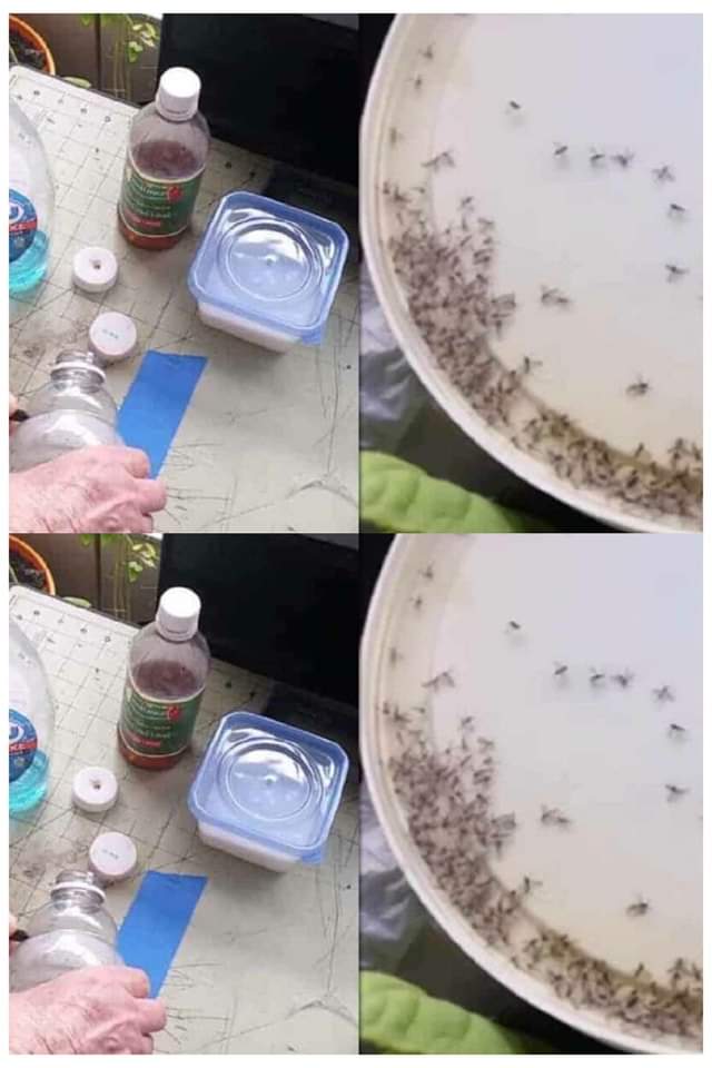 With these 4 ingredients in your kitchen, say goodbye to midges forever!