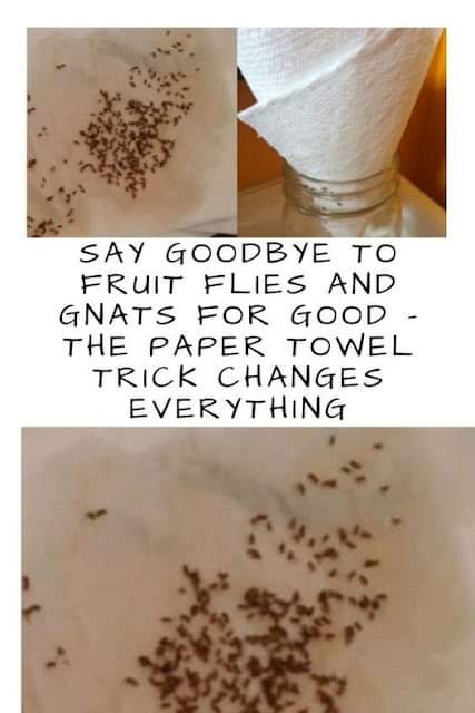 Say Goodbye To Fruit Flies And Gnats For Good – The Paper Towel Trick Changes Everything